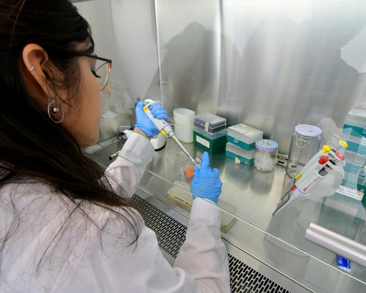 Lab scientist pipetting samples