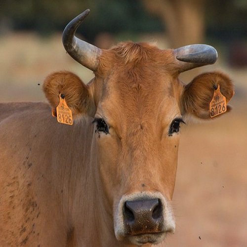 Bovine Rapid Test Range