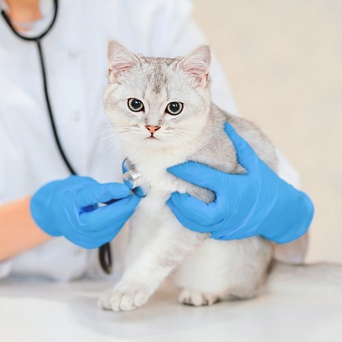 Feline Rapid Test Range