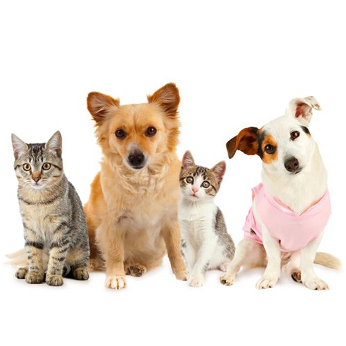 Veterinary Fluorescence Immunoassay