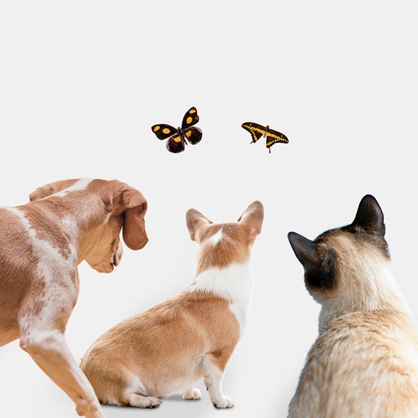 Veterinary Immunoblotting