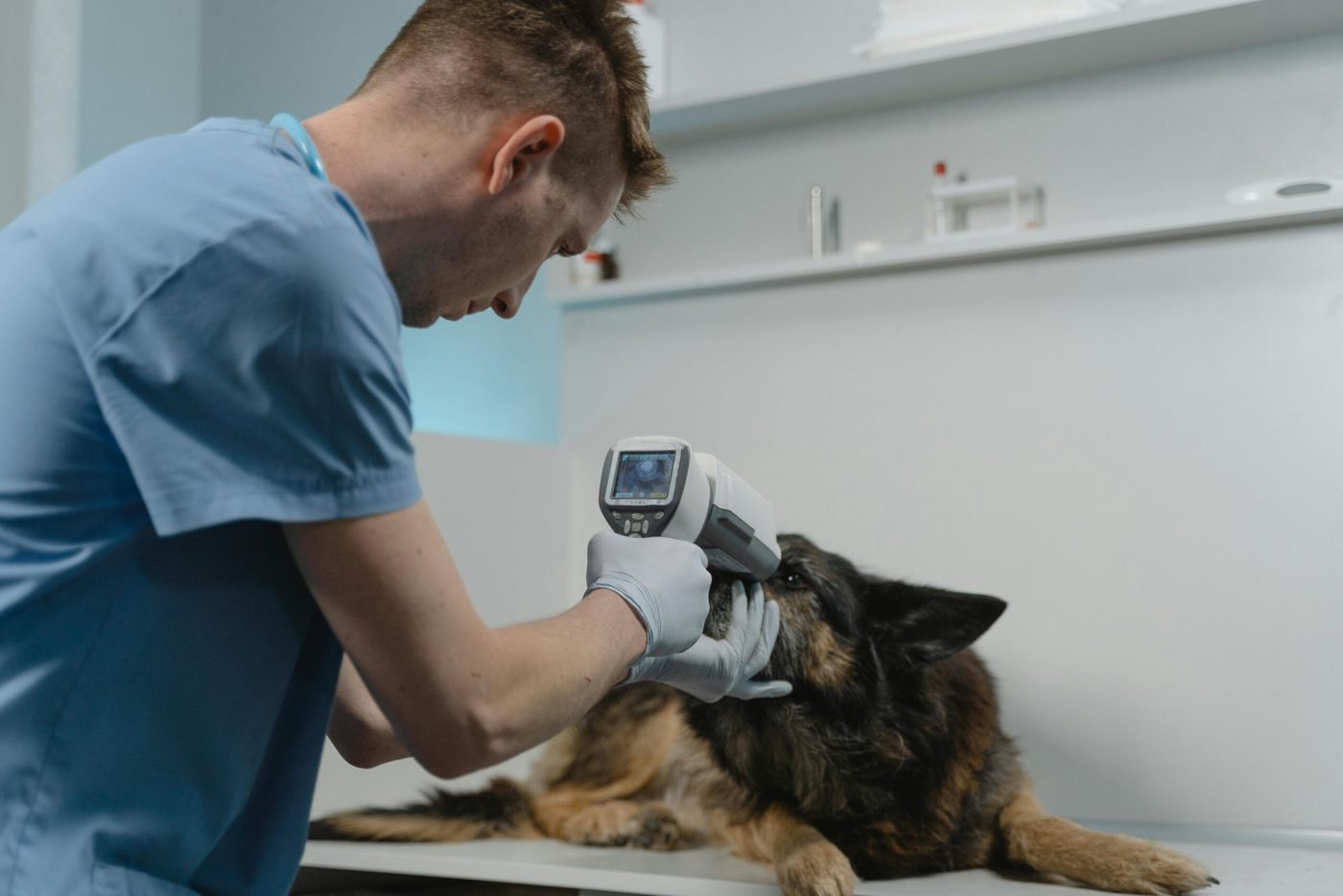 Veterinarian examining a dog