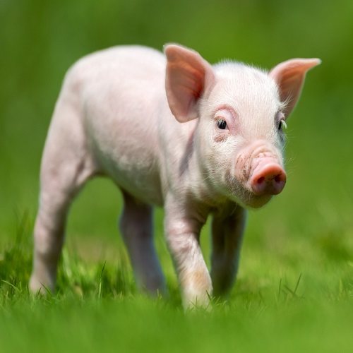 Porcine Rapid Test Range