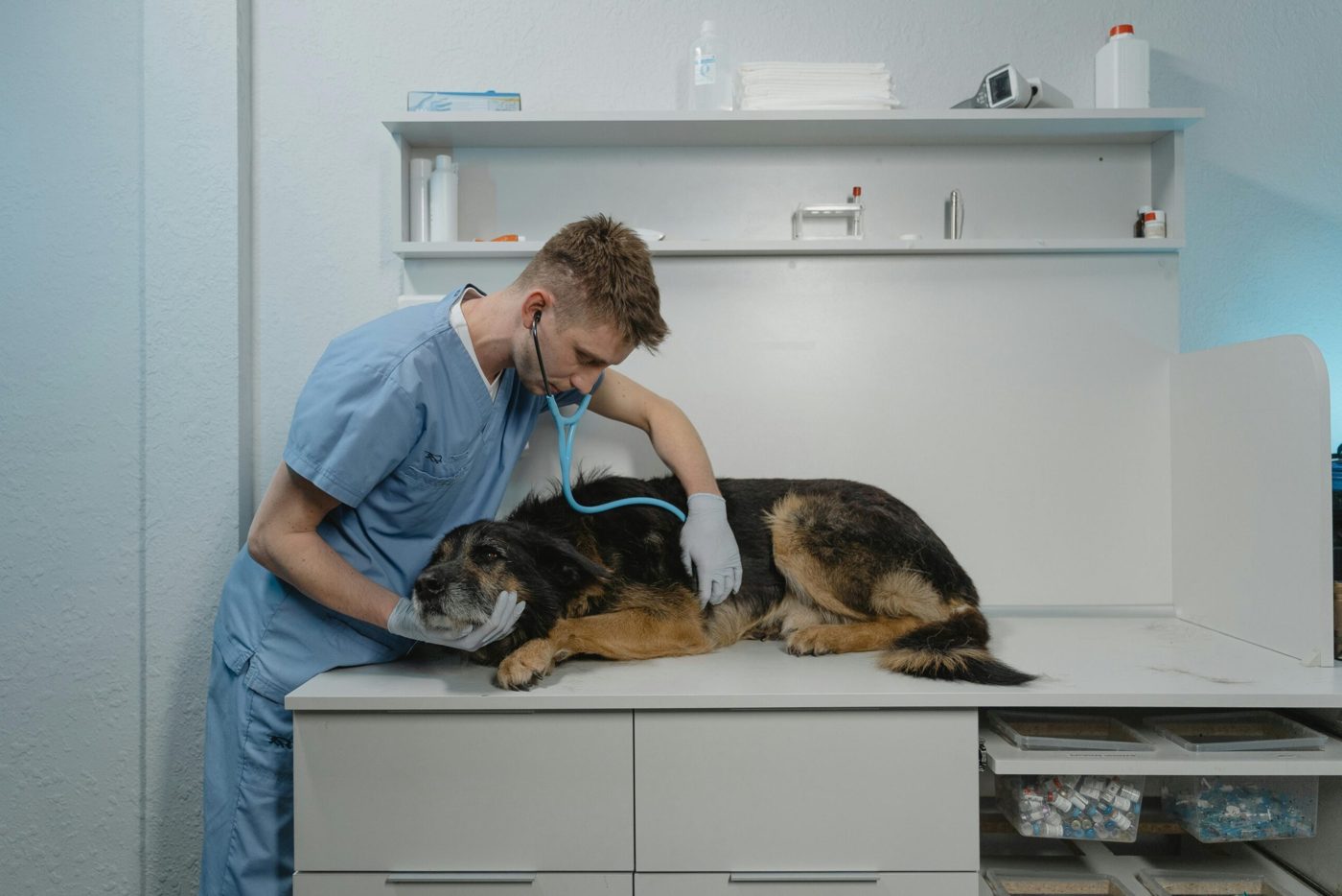 Veterinarian examining a dog with a stethoscope